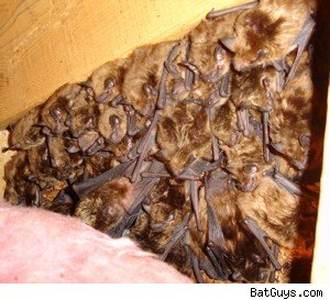 Leawood KS Bat Removal