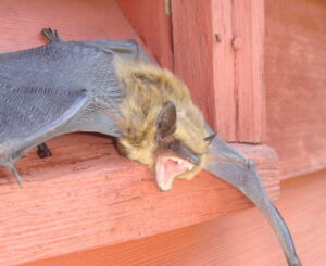 Kansas City Bat Removal