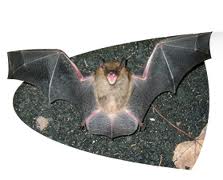 Platte Woods Bat Removal